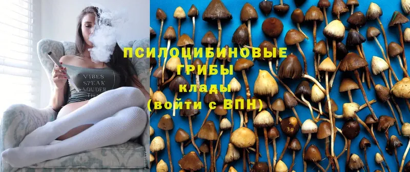 Псилоцибиновые грибы GOLDEN TEACHER  дарнет шоп  Балей 